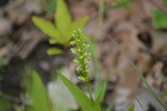 Platanthera flava herbiola