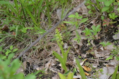 Platanthera flava herbiola