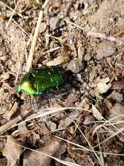 Cetonia aurata