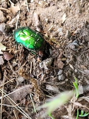 Cetonia aurata