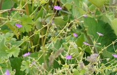 Geranium pyrenaicum