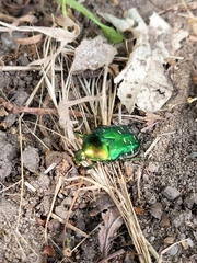 Cetonia aurata