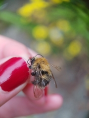 Bombus hypnorum