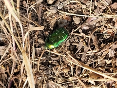 Cetonia aurata
