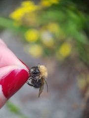 Bombus hypnorum