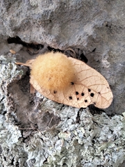 Striatoandricus georgei