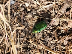Cetonia aurata