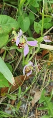 Ophrys apifera