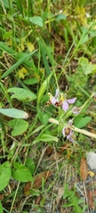 Ophrys apifera