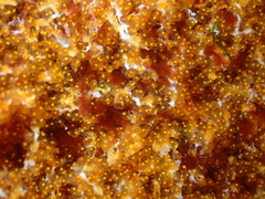 Hypsypops rubicundus