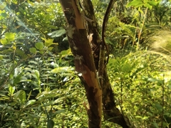 Aphloia theiformis