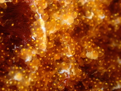 Hypsypops rubicundus