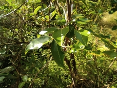 Aphloia theiformis