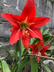 Hippeastrum striatum