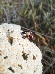 Sternuchopsis karelinii