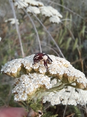Sternuchopsis karelinii