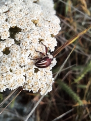 Sternuchopsis karelinii