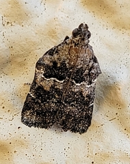 Satole ligniperdalis