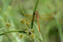 Libellula flavida