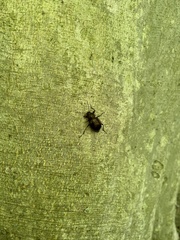 Meracantha contracta