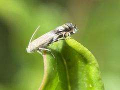 Calliprora