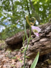 Cleistesiopsis bifaria