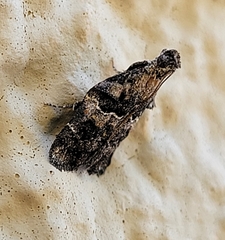 Satole ligniperdalis