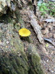 Fungi