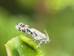 Calliprora
