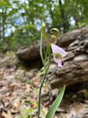Cleistesiopsis bifaria