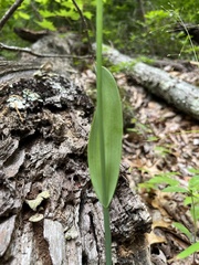Cleistesiopsis bifaria