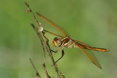 Libellula flavida