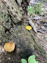 Fungi