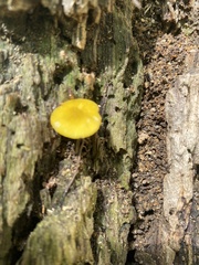 Fungi