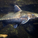 Ripsaw Catfish - Photo (c) Cangadoba, some rights reserved (CC BY-SA)