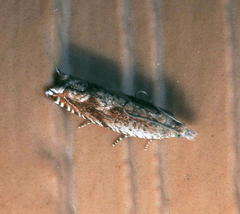 Epinotia solicitana