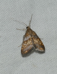 Evergestis politalis