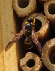 Ancistrocerus gazella