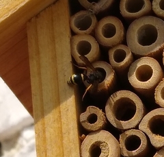 Ancistrocerus gazella