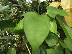 Thunbergia laevis