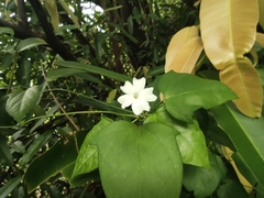 Thunbergia laevis