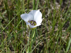 Calochortus gunnisonii