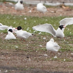 Ichthyaetus melanocephalus