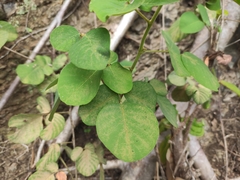 Dendrolobium umbellatum