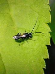 Ichneumonoidea