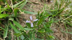 Chorispora tenella