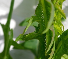 Lactuca serriola