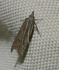 Dichomeris punctidiscellus