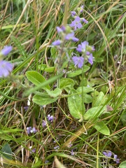 Veronica officinalis