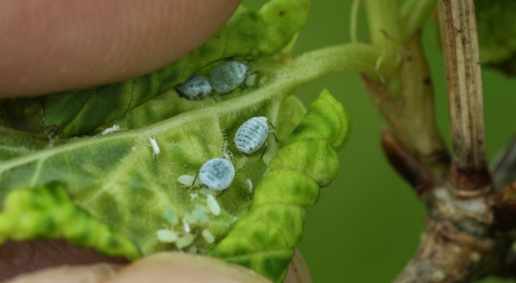snowball aphid